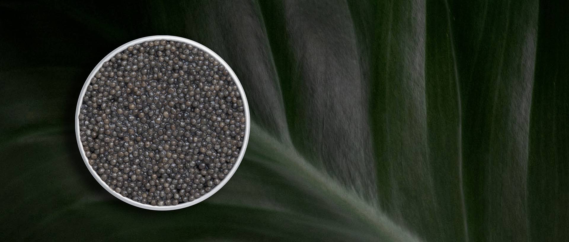 Caviar Tasting Bundle | Ossetra, Kaluga & Sevruga Caviar U2013 Imperia